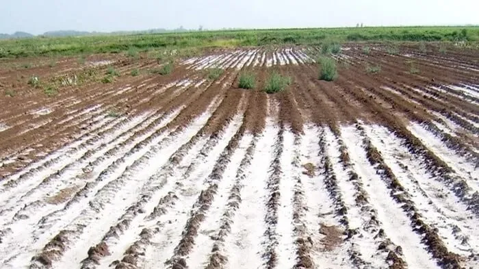 Sho‘rlangan yerda mevali bog‘ barpo etish: to‘g‘ri daraxt tanlash bo‘yicha 7 amaliy tavsiya