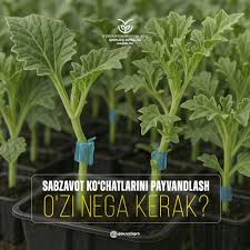 Привитая овощная рассада: 7 практических шагов к сильным корням и стабильному урожаю весной