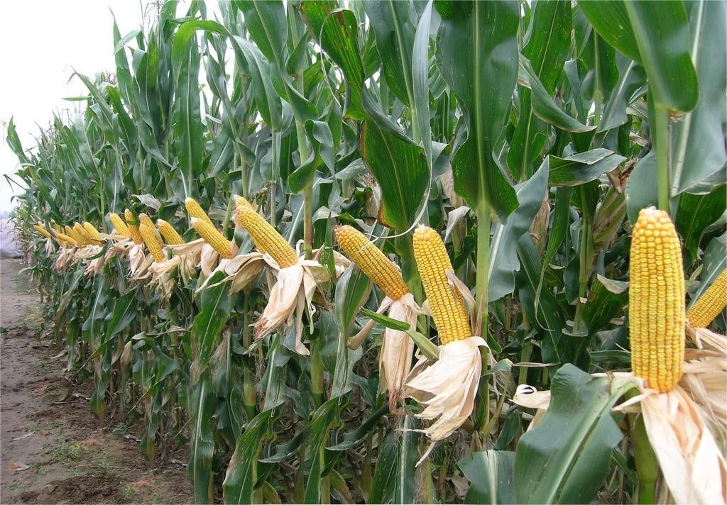 Spring Corn Planting Preparation: A Practical Guide for the 2026 Season