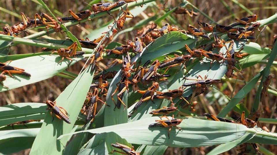 Uzbekistan shifts locust control to 24/7 mode after outbreaks in four regions